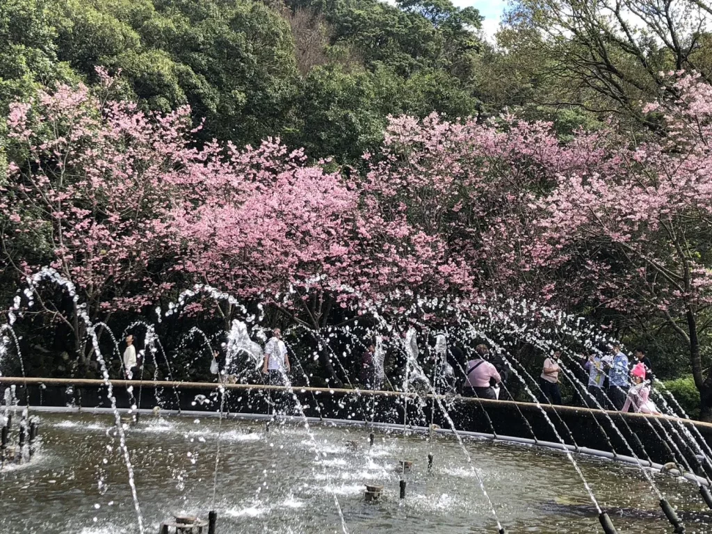 別等到花兒都謝了！陽明山花季39天花卉盛宴近尾聲