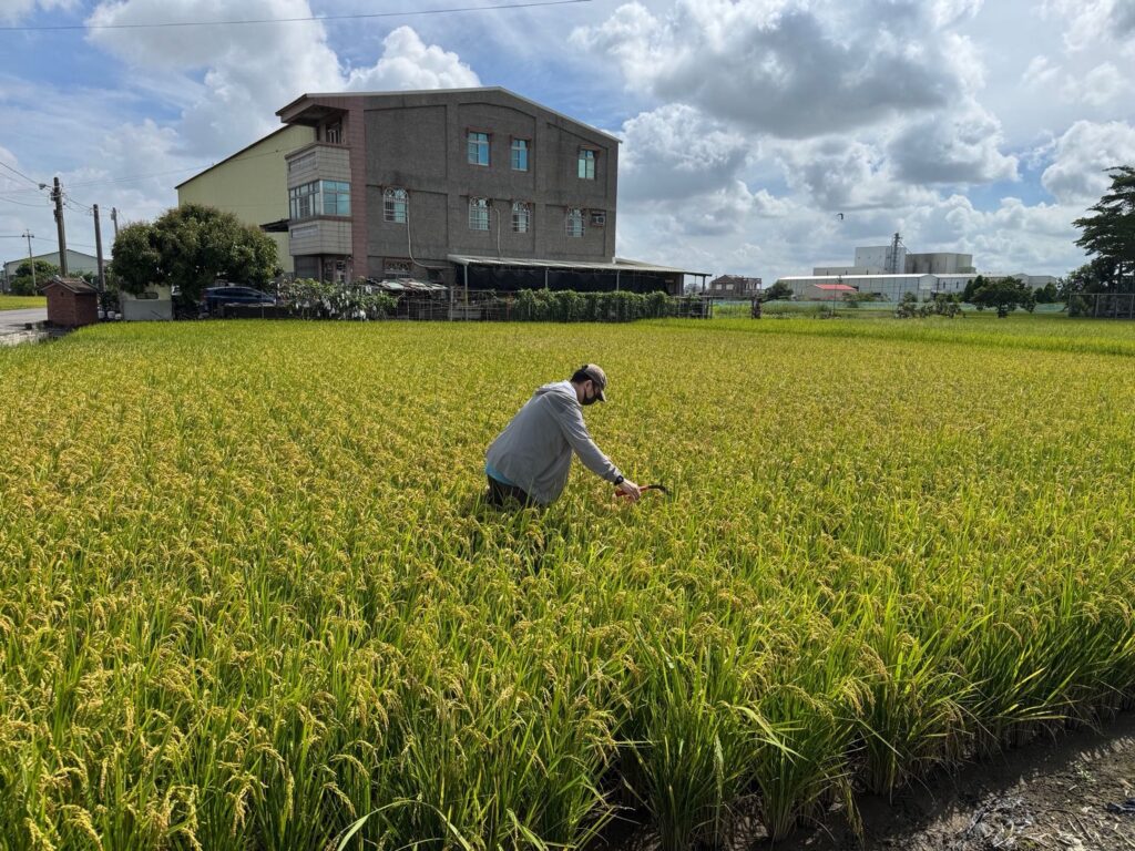 稻米安全管理制度　築起四道防線，守護全民餐桌