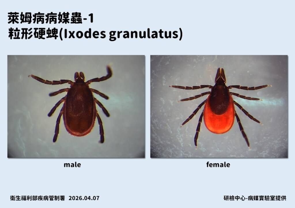 全球萊姆病病例攀升　台灣現首例境外移入