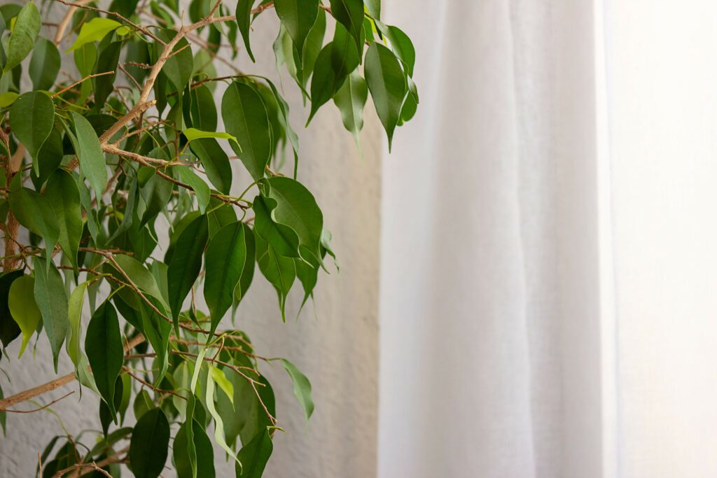 想讓客廳秒變雜誌封面？這5款大型觀葉植物是裝潢神隊友！