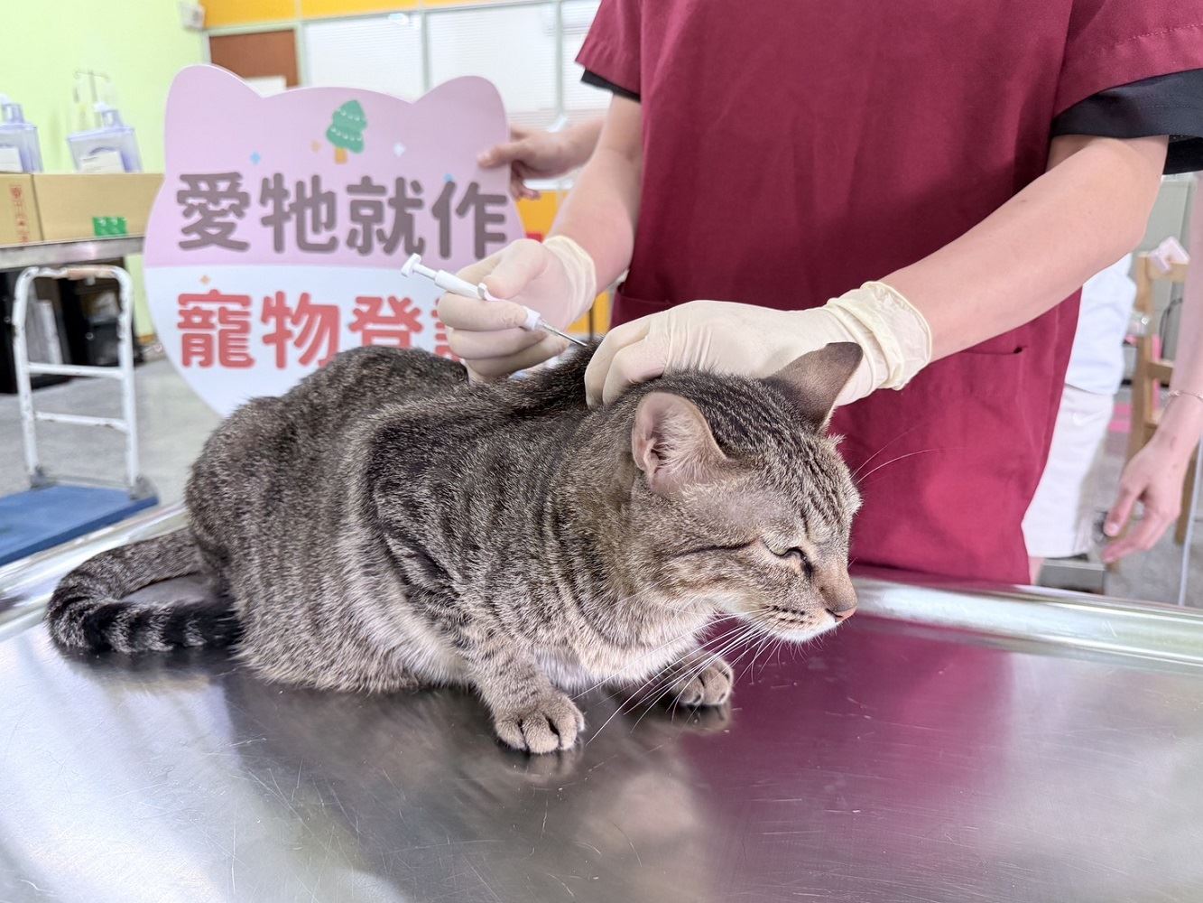 屏東縣家貓登記絕育　 5月1日開跑送禮券