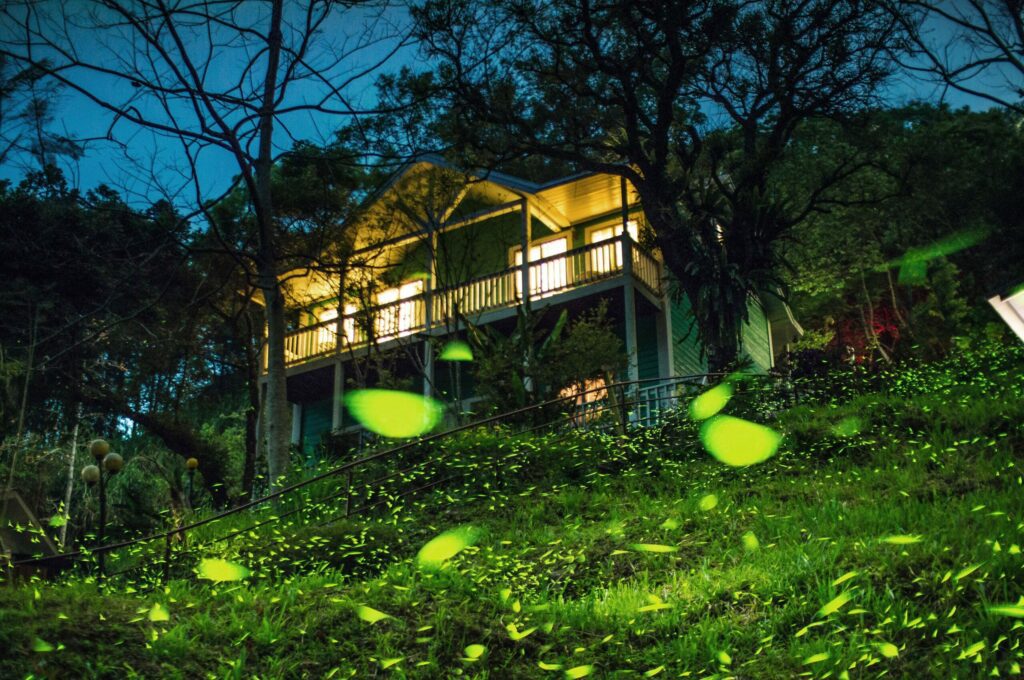 嘉義的光不間斷　嘉義山區4月賞螢季浪漫開跑