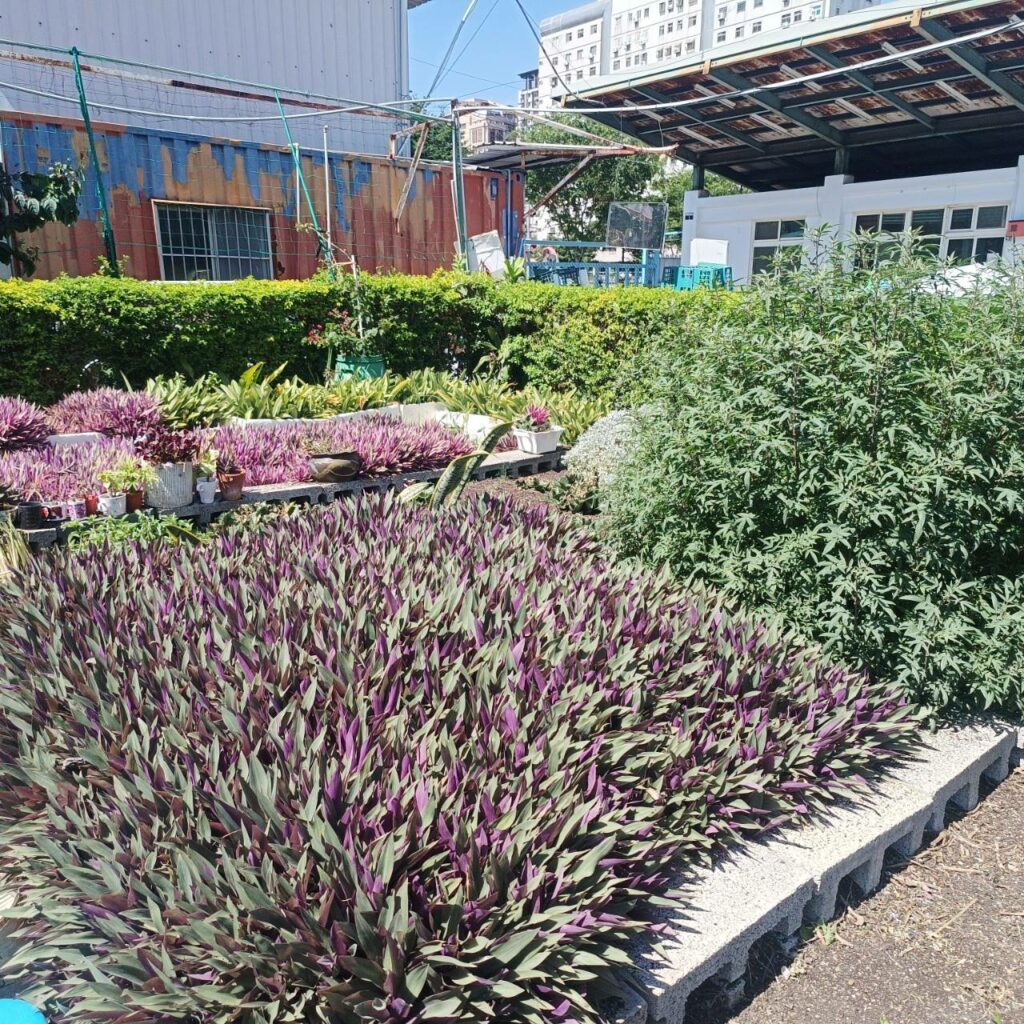 20顆廢電池換綠意！　台中南屯清潔隊6/5推植栽DIY 響應世界環境日