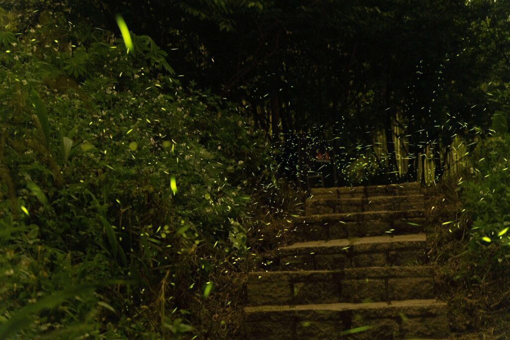 《石梯賞星瑩》樟湖地區螢況正美