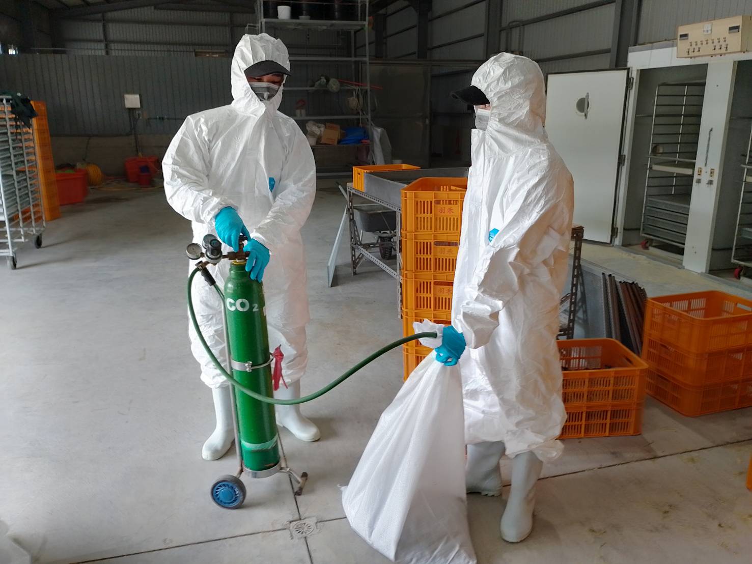 養禽業者主動通報鹽埔鄉　鵪鶉場確診感染H5N1禽流感