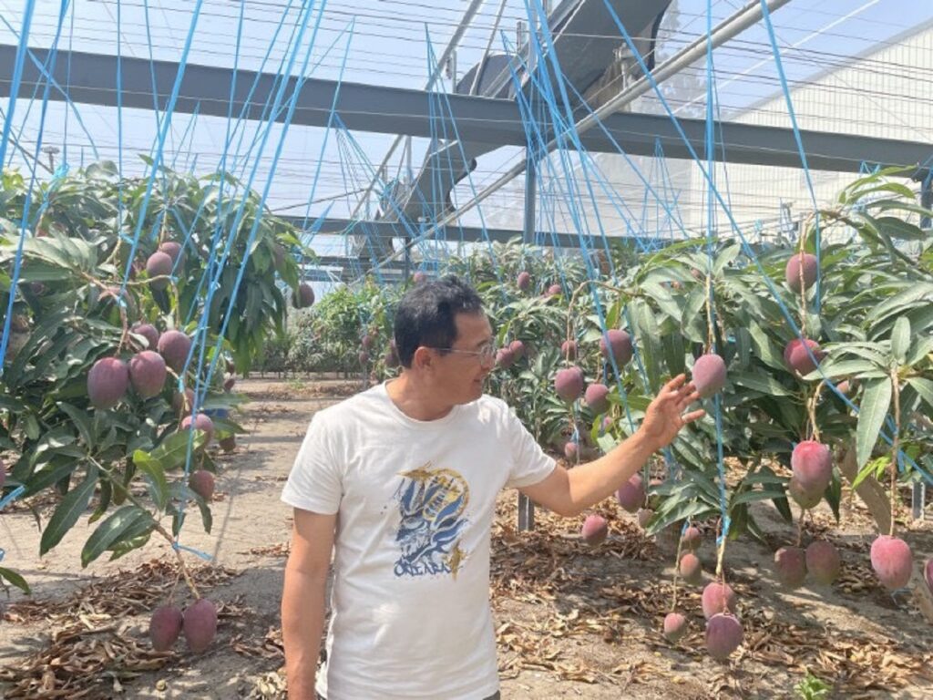愛文芒果慶豐收　職人堅持永續經營