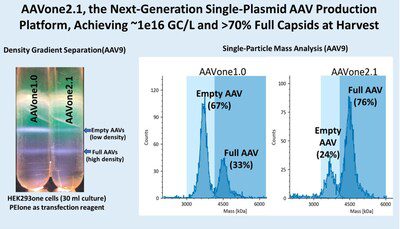 AAVnerGene 宣佈推出 AAVone®2.1 新一代單質體 AAV 生產平台，實現約每公升 1×10^16 個基因體拷貝數 (1×10^16 GC/L)，並於收穫時達到超過 70% 的全衣殼比例