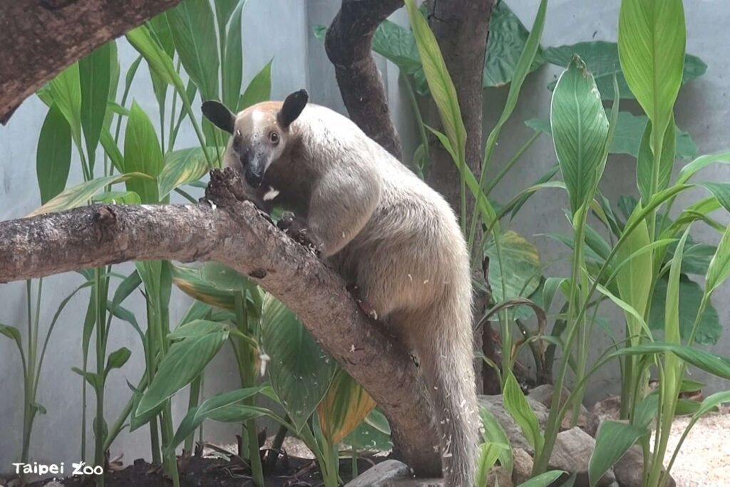 北市動物園驚傳小食蟻獸脫逃　園方兩天投入65人搜山未果