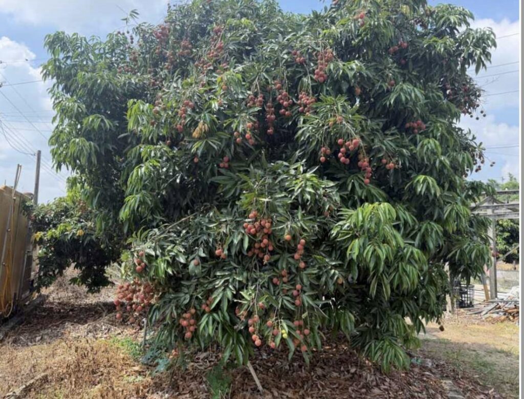 荔枝果王「玉荷包」 　產季正式引爆