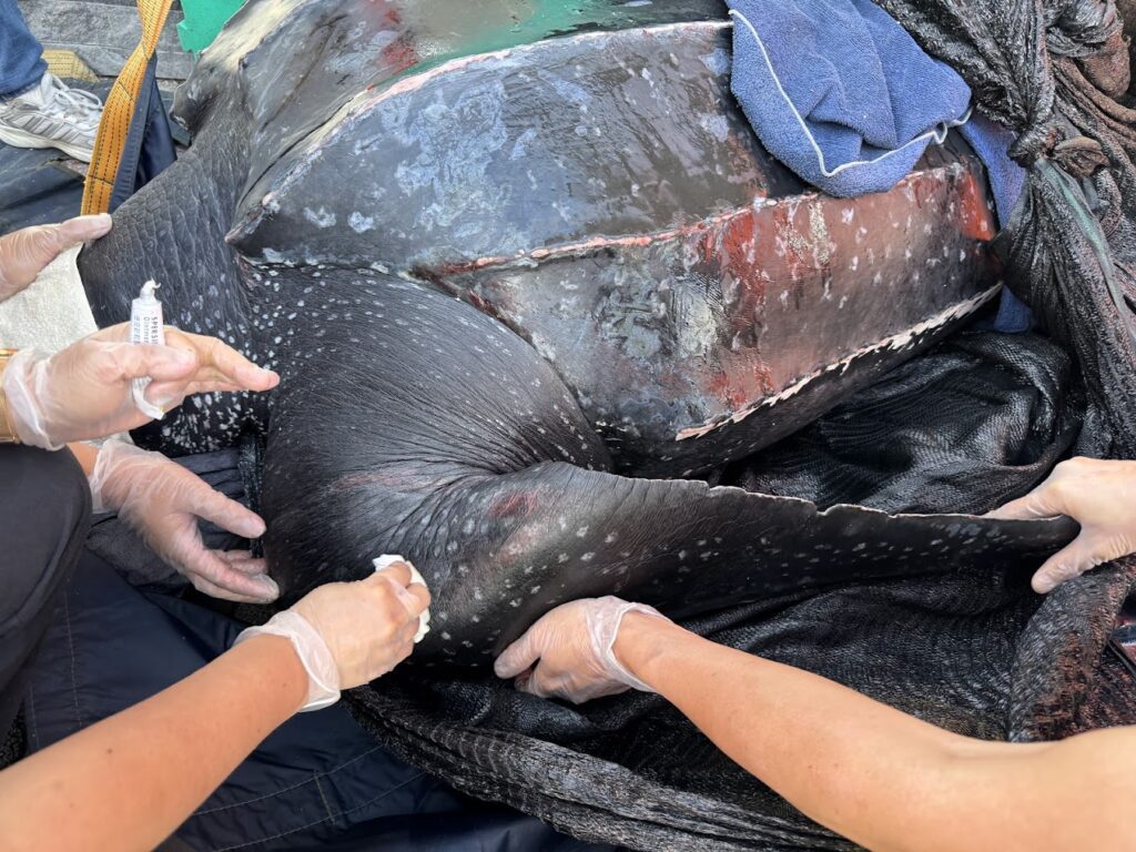 極危巨獸歸海！海生館成功野放稀有革龜！