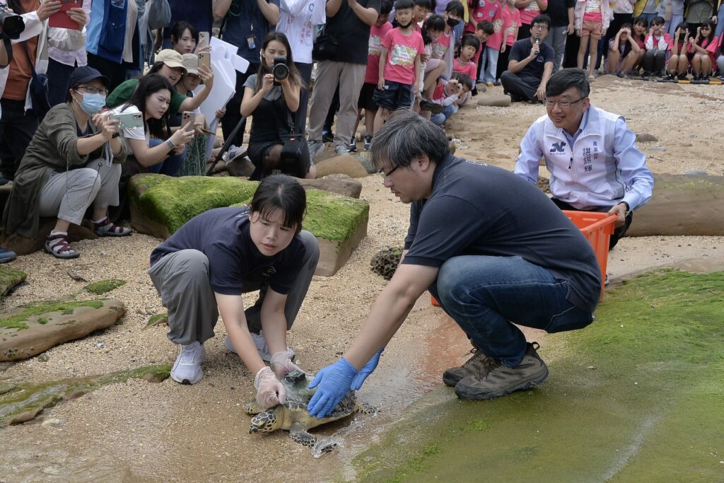 科技守護洄游路！新北首隻裝設衛星發報器海龜「龜太郎」於野柳重返大海