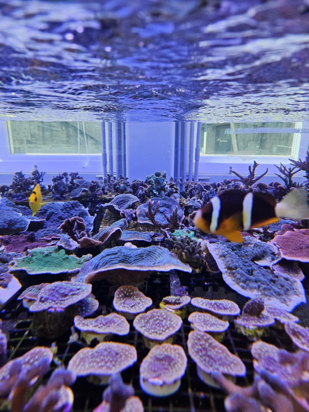 海科館首度攜手Xpark展開養殖技術成果交流　人工繁殖取代野外採集，共創海洋保育新模式！