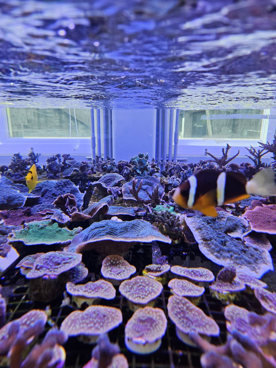 海科館首度攜手Xpark展開養殖技術成果交流　人工繁殖取代野外採集，共創海洋保育新模式！