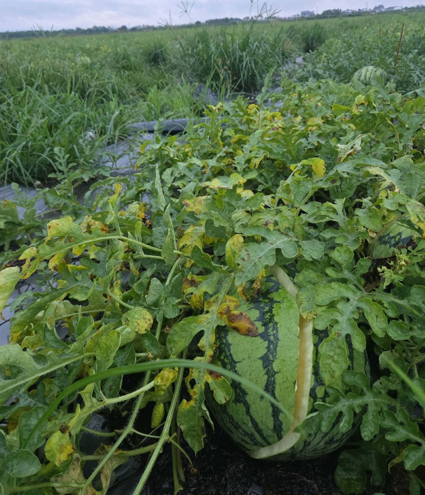 0605、0608豪雨致農損　屏東縣全力辦理現金救助