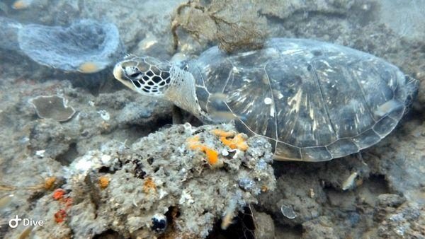 海科館科技守護海洋！潮境水下直播結合AI辨識 記錄海龜多種樣態