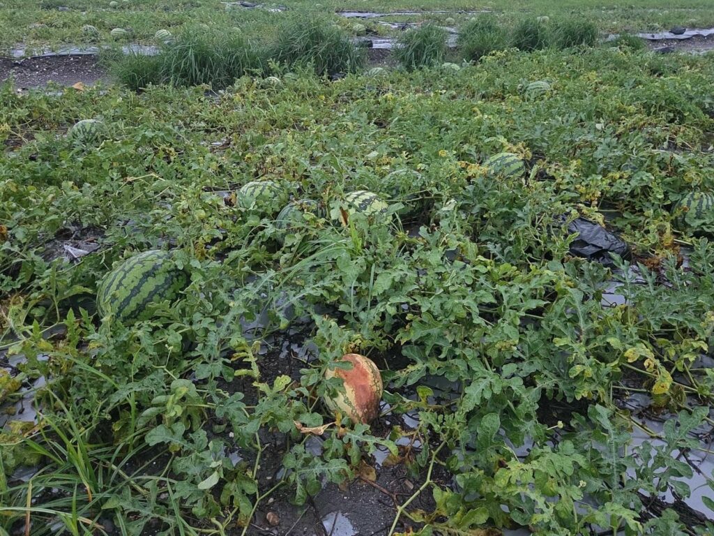 0605、0608豪雨致農損　屏東縣全力辦理現金救助