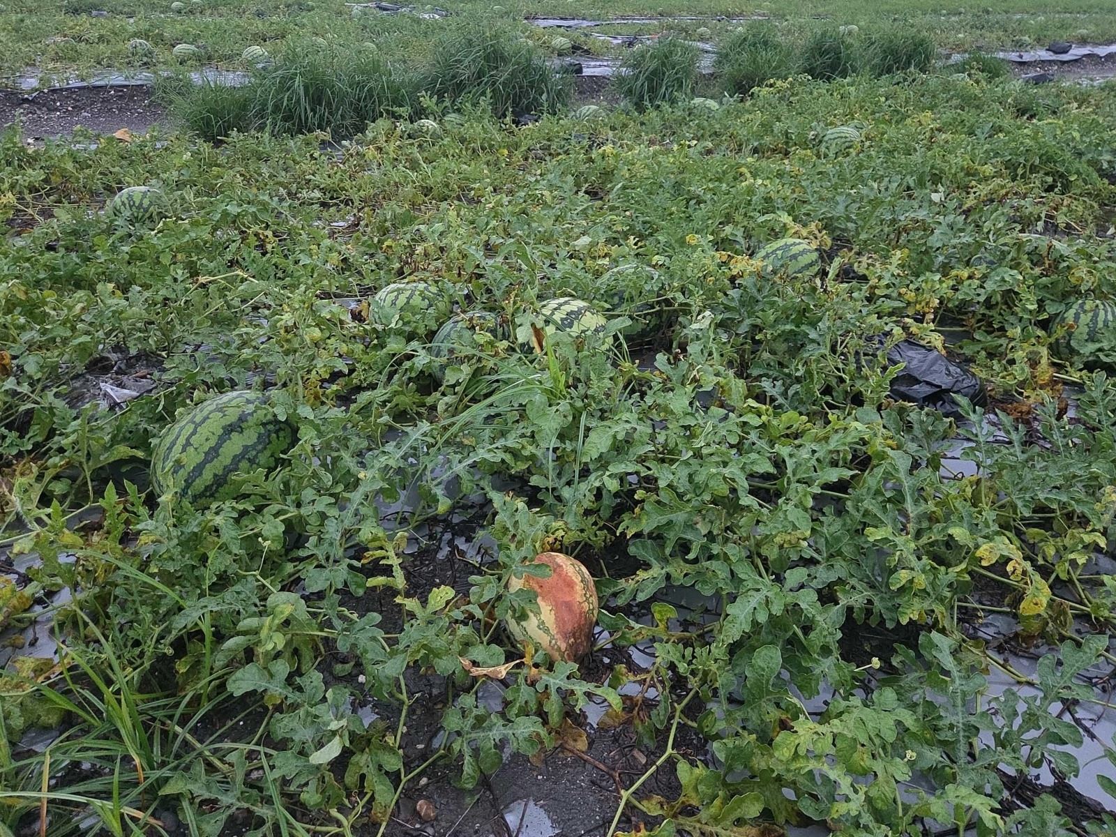 0605、0608豪雨致農損　屏東縣全力辦理現金救助