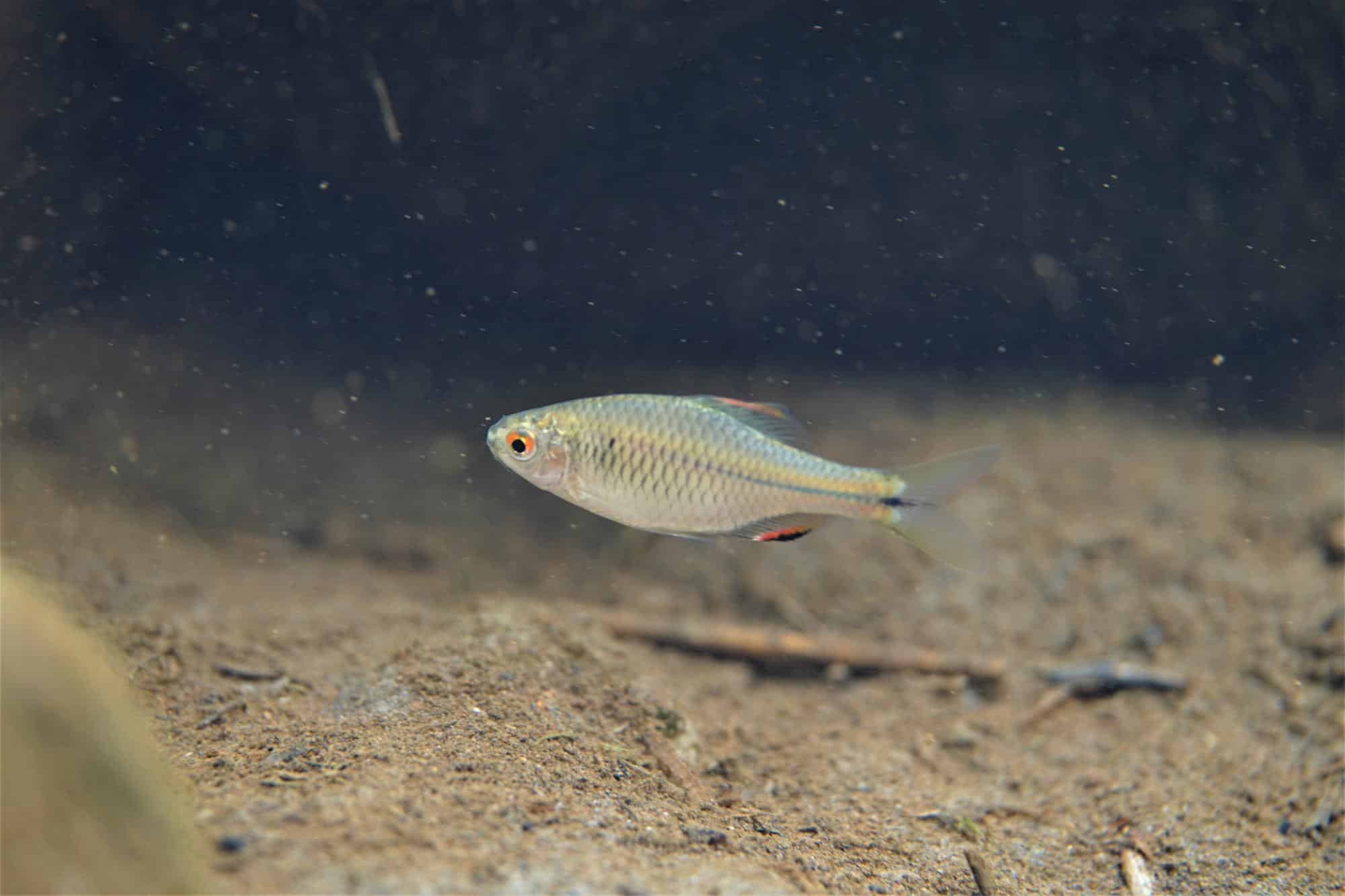 「內湖雙璧」生態大作戰　3年移除數萬尾垃圾魚　重返原生魚樂園
