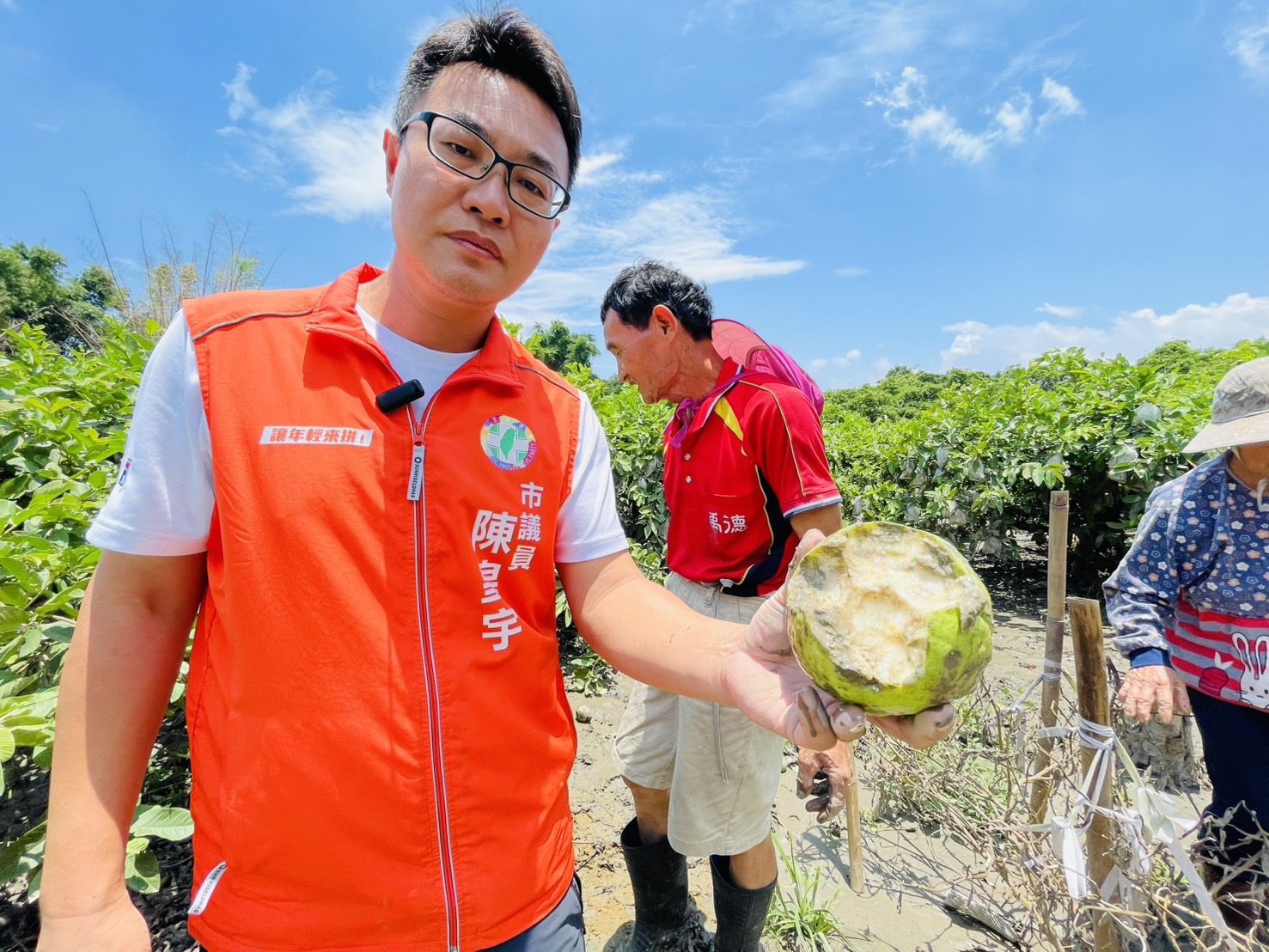 欲哭無淚 關廟龜洞里農損慘重 萬顆芭樂心血全泡湯