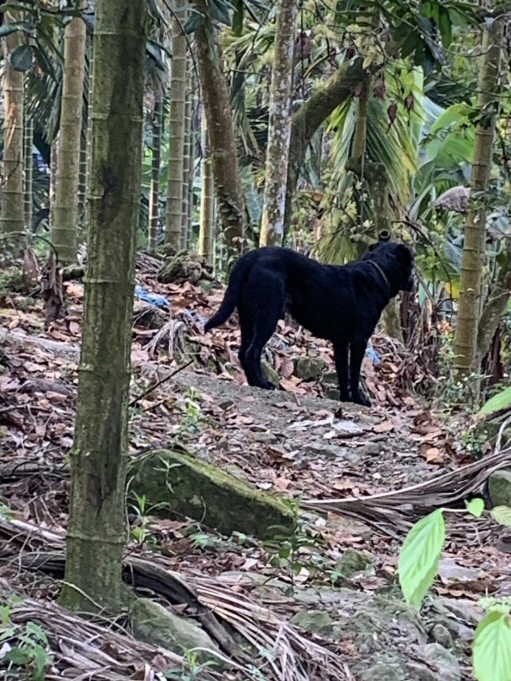 放養犬隻釀禍屢勸不改　嘉縣飼主遭重罰5.3萬元並移送法辦