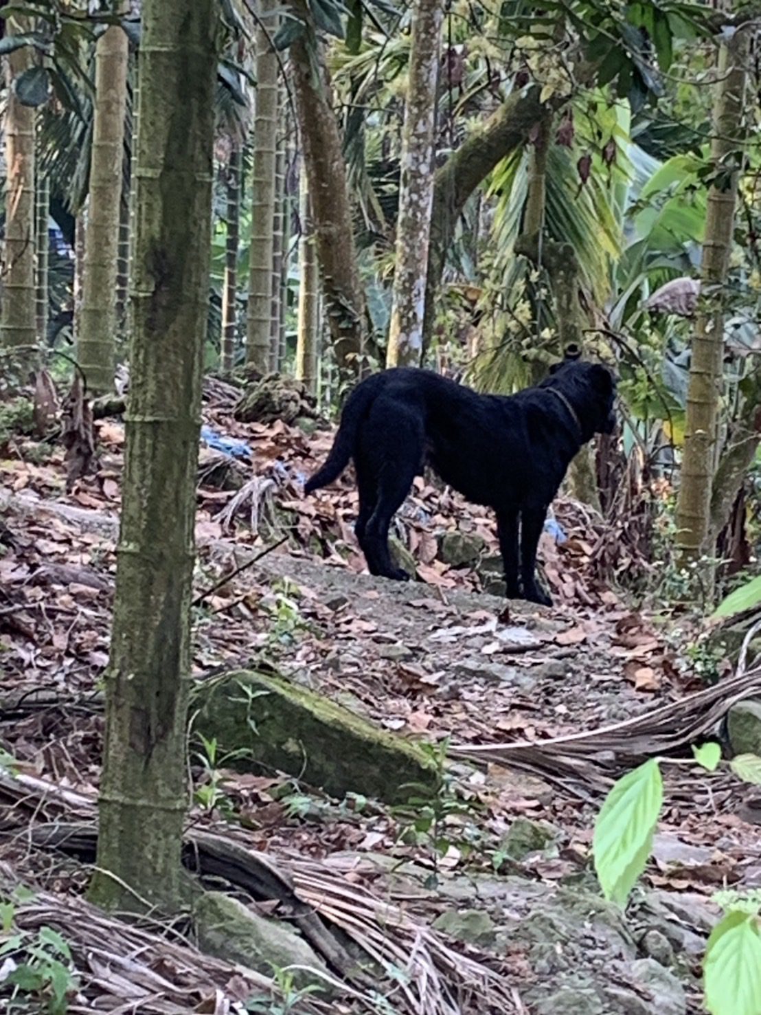 放養犬隻釀禍屢勸不改　嘉縣飼主遭重罰5.3萬元並移送法辦