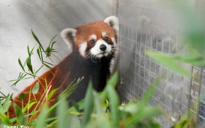 上海小貓熊抵達北市動物園 狀況良好入住檢疫套房1個月