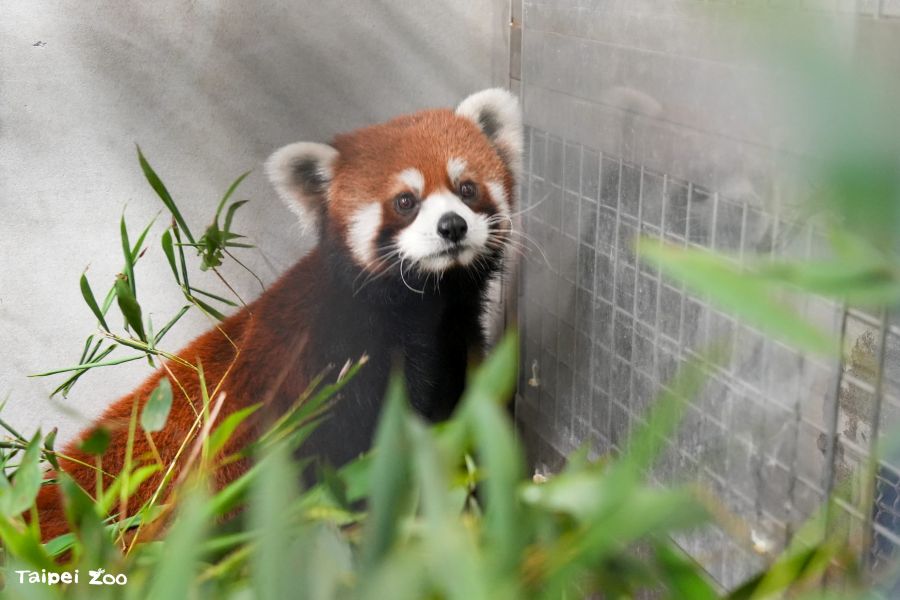 上海小貓熊抵達北市動物園 狀況良好入住檢疫套房1個月