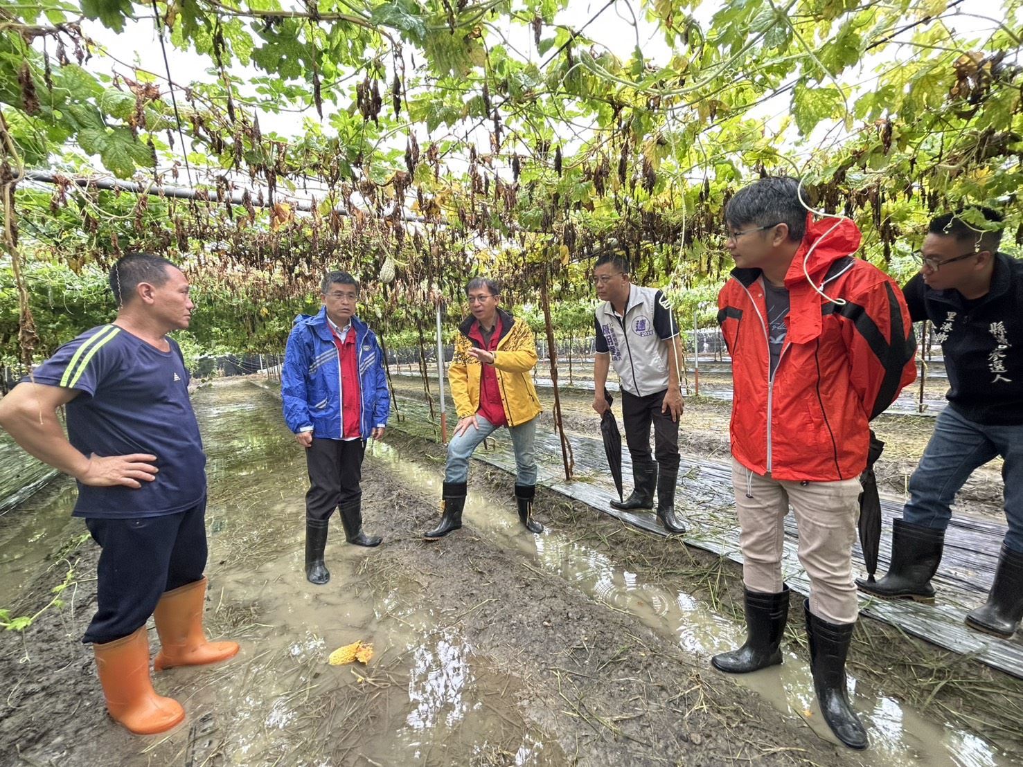 6月豪雨連連造成屏東農損　爭取農業部天然災害救助全品項免勘