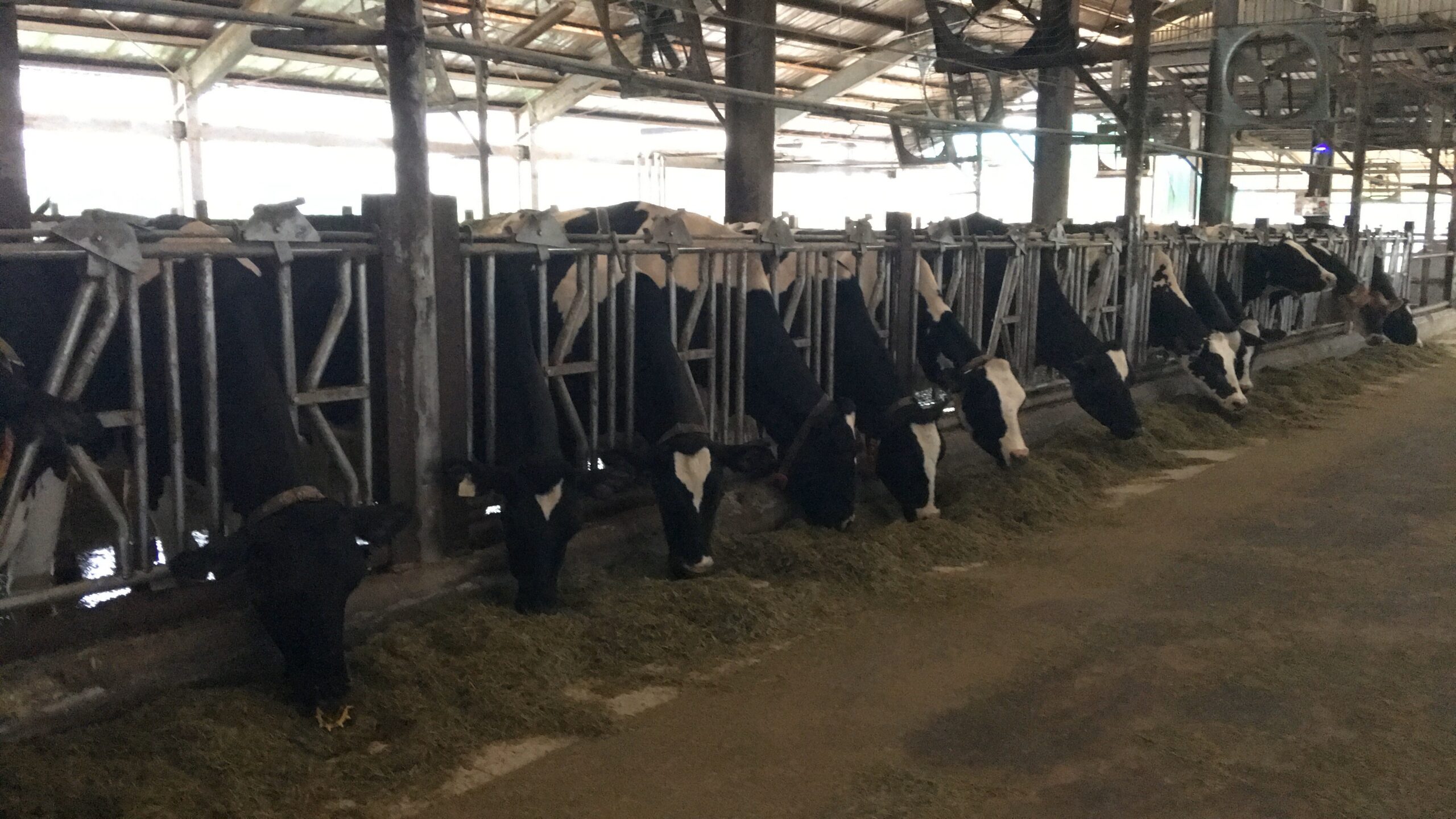 畜試所優化配方減碳成效提升12%　泌乳牛低碳飼糧再精進
