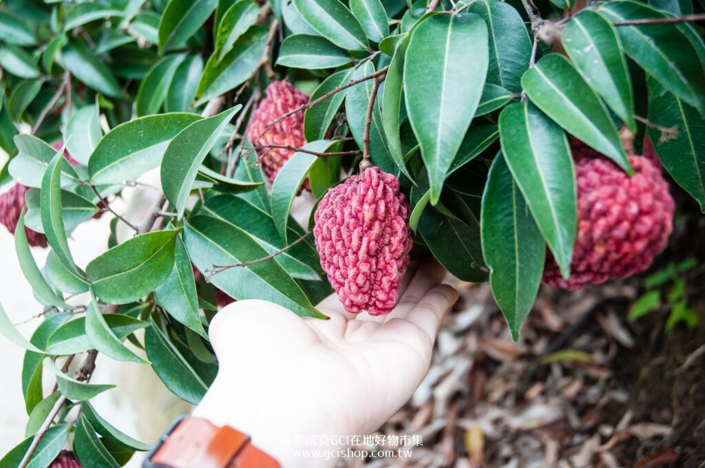 比玉荷包大2倍！「荔枝界巨無霸」紫娘喜頂級禮盒限量開搶 每顆身價珍貴引爆初夏饕客預購潮