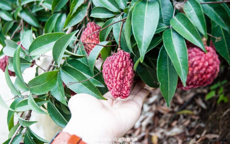 比玉荷包大2倍！「荔枝界巨無霸」紫娘喜頂級禮盒限量開搶 每顆身價珍貴引爆初夏饕客預購潮