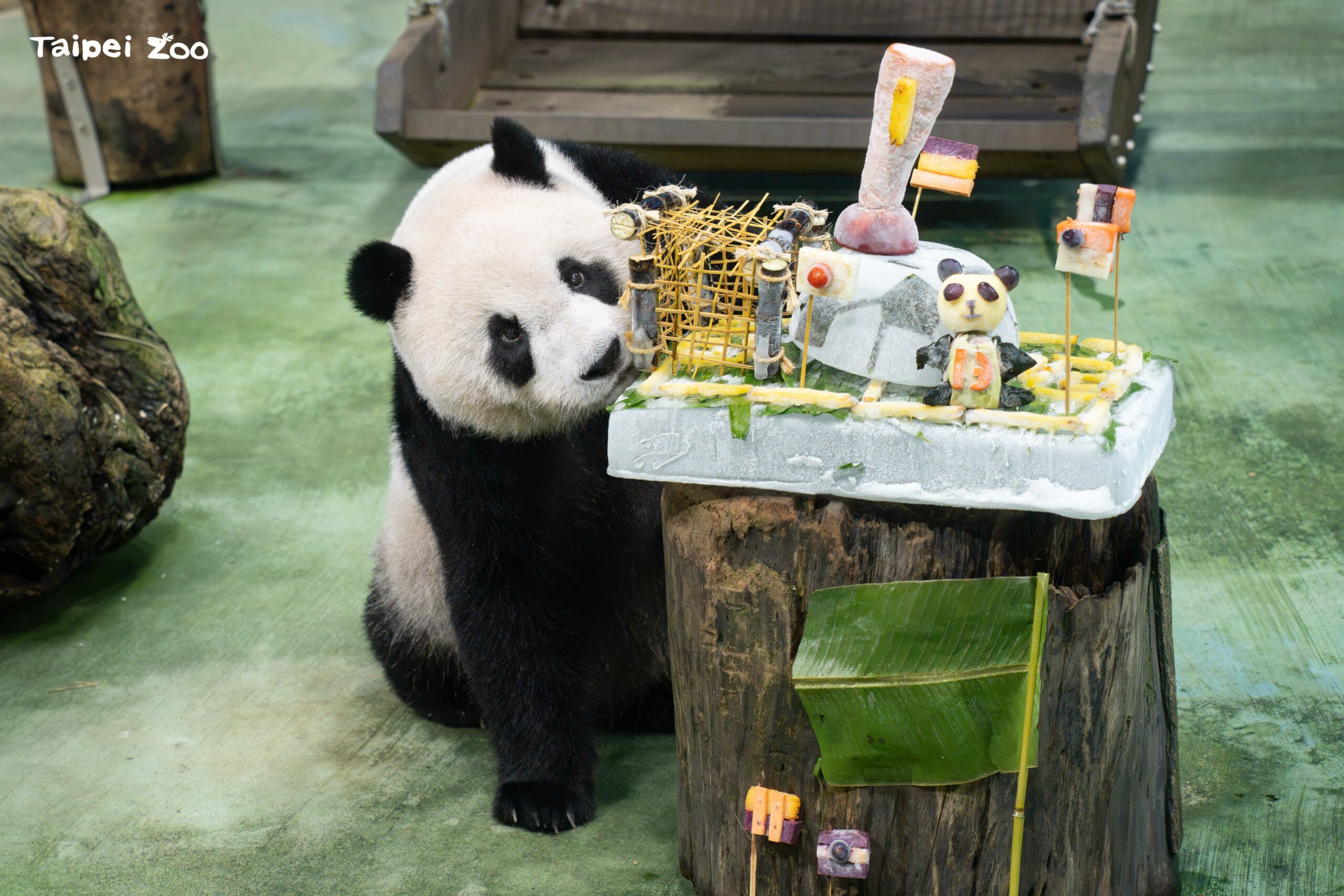 世足熱！圓仔13歲生日吃「PANDA FIFA」足球大餐　直播吸萬人祝福
