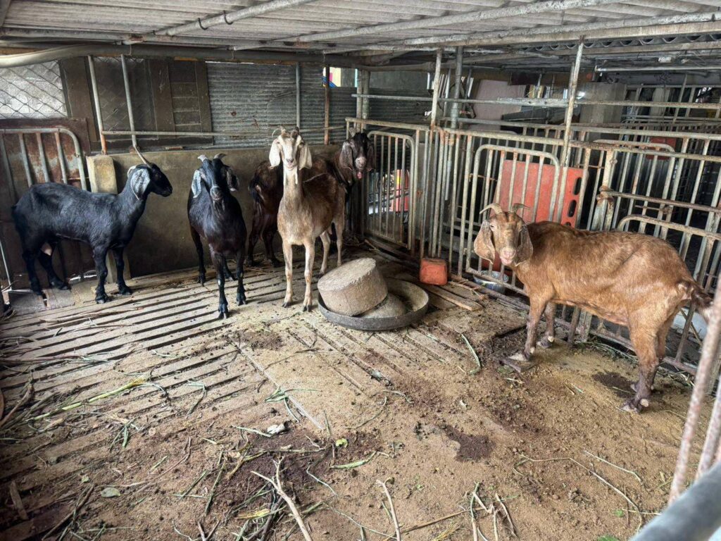 食安又爆！雲林首見戴奧辛超標羊肉　嘉南羊乳4公噸急下架
