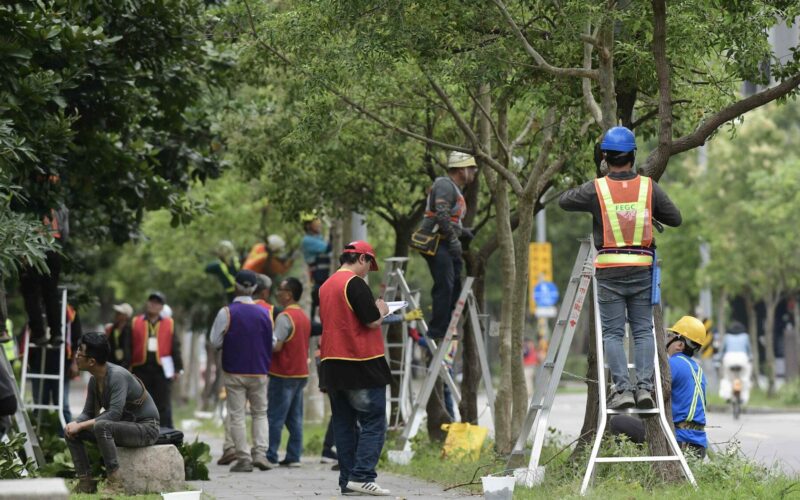 新北市景觀處辦理樹木修剪認證 產官學攜手培育綠領職人提升專業