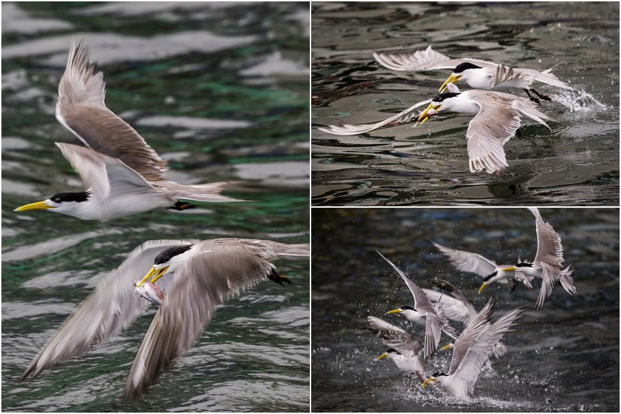 影音/這裡有鳥事/鳳頭燕鷗再現頭城大溪 獵食本領令人驚嘆