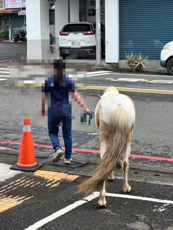 港灣新聞網／馬兒竟逛上大街！岡山警一眼認出「牠」　暖心助迷途駿馬平安回家