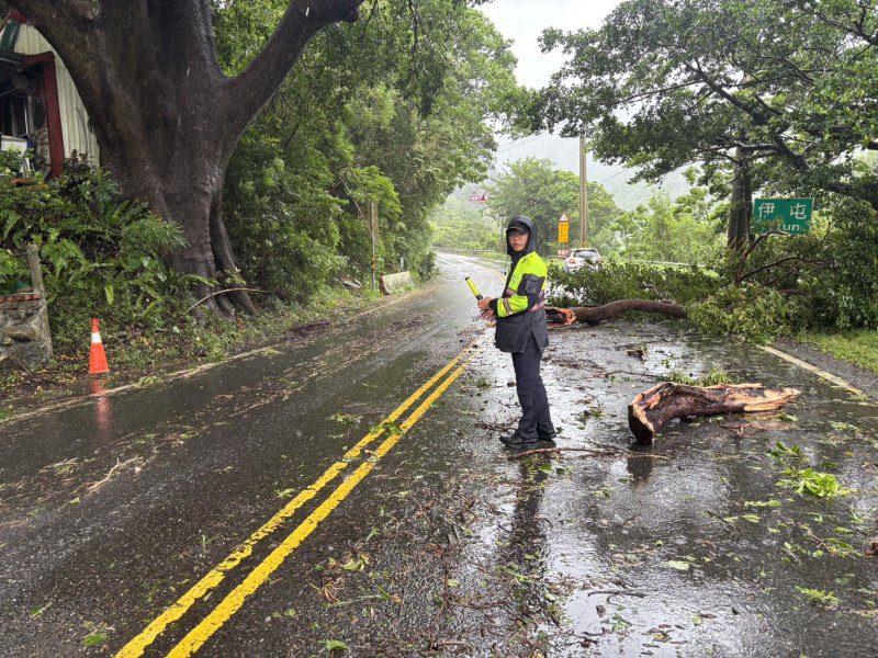 港灣新聞網／6公尺路樹遭巴威吹倒橫躺台9線！枋警冒雨交管搶通道路保安全