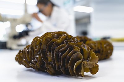 研究表明海藻提取物可以緩解前列腺相關症狀