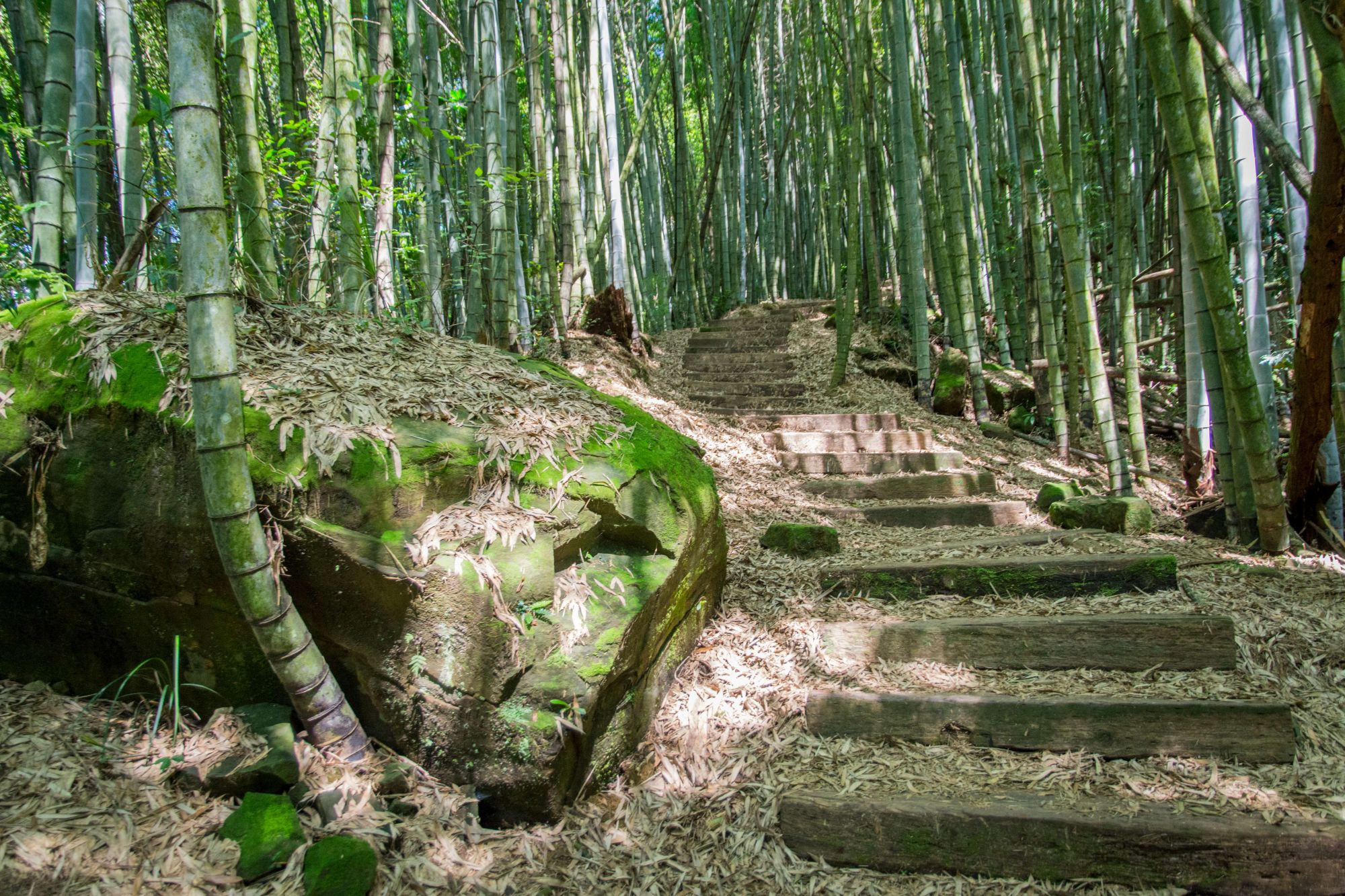 漫遊石棹步道群　從森林健行到茶香餐桌體驗阿里山慢生活