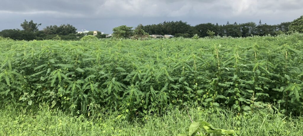 畜試所成功研發國產田菁粒狀芻料　兼具營養與價格優勢