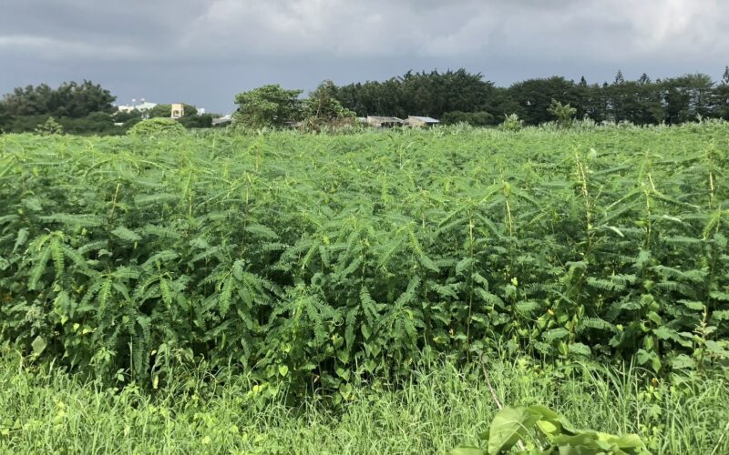 畜試所成功研發國產田菁粒狀芻料　兼具營養與價格優勢