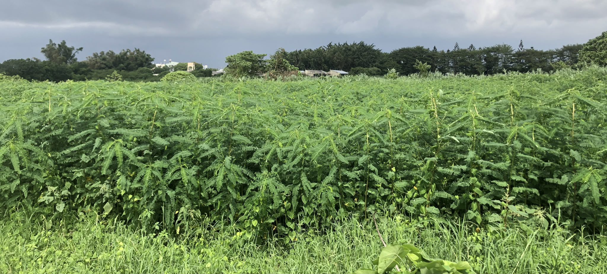 畜試所成功研發國產田菁粒狀芻料　兼具營養與價格優勢