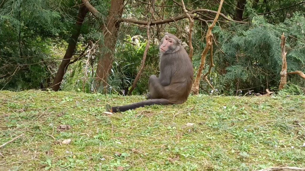 影音/中山大學柴山走路防猴練拳腳 佛光大學猴子太乖網笑稱「佛主有教」