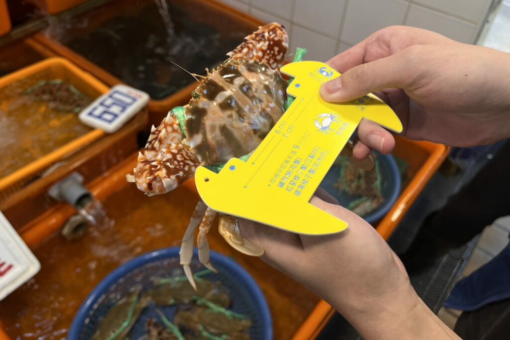 新北市漁業處提醒8月起禁捕抱卵母蟹 違者最高可處15萬元罰鍰