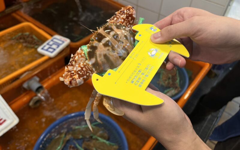 新北市漁業處提醒8月起禁捕抱卵母蟹 違者最高可處15萬元罰鍰