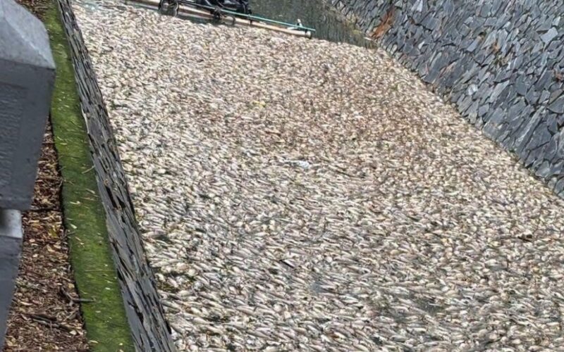 後勁溪近日發生死魚漂浮　環保局持續監測水質　擴大專案稽查