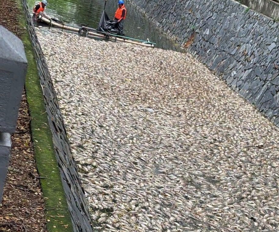 後勁溪近日發生死魚漂浮　環保局持續監測水質　擴大專案稽查
