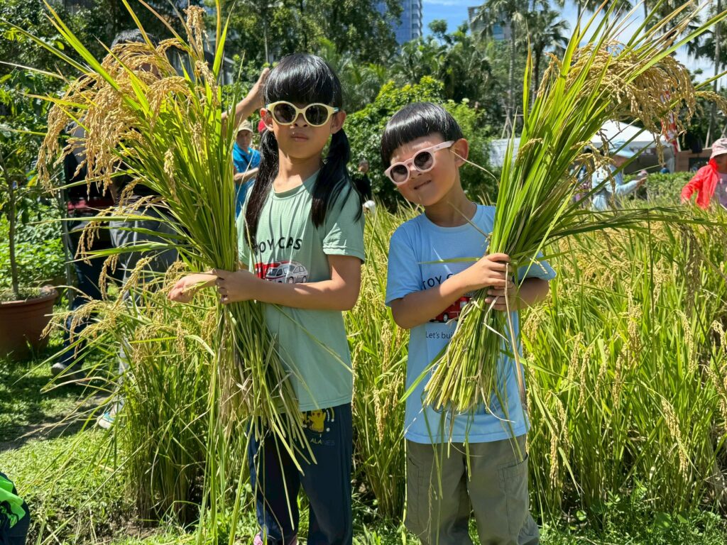 松菸變農村！臺北最大都市稻田金黃收割　食農教育超有感