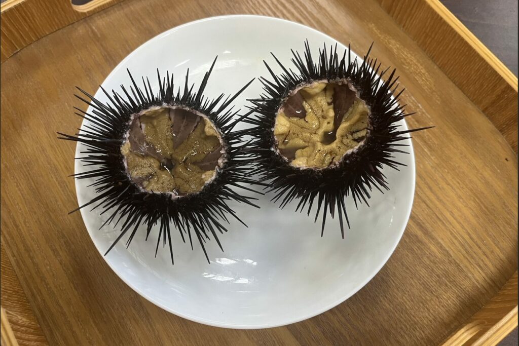 新北東北角紫海膽進入盛產期  漁業處邀民眾品嚐當季鮮甜海味