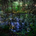 守護夏夜螢光 榮星花園生態環境將再升級